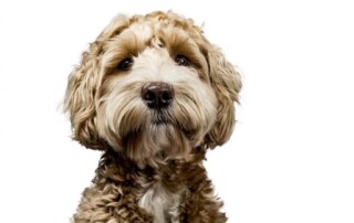 Cute Goldendoodle