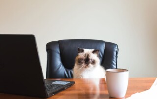 Cat on a chair